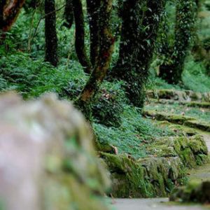 宜兰：泰雅族土著的神山 迷雾下的森林之美
