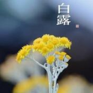 白露养生 从争“蜂”吃“醋”开