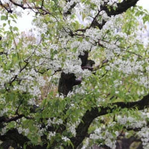 梨花带雨：莱阳梨园造就的小众精